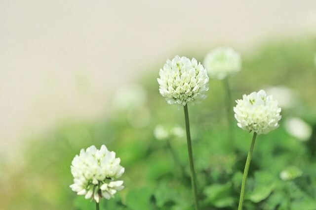 シロツメクサの花言葉は「復讐」……？ 幸運のクローバーのはずがなぜ